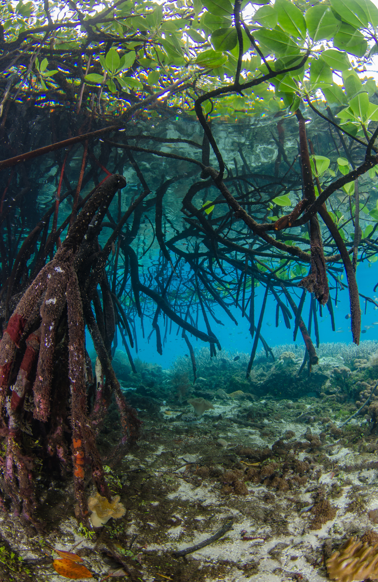 Sunlight filtering through mangrove roots underwater